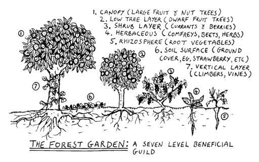 The forest garden: a seven level beneficial guild