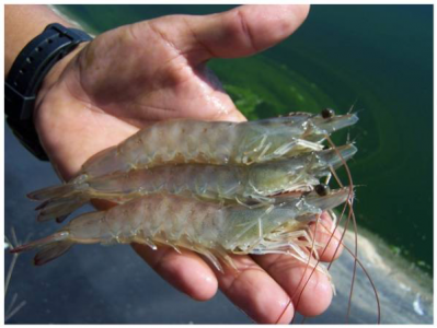 wild shrimp caught in hand