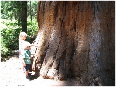 Children by a Sequoia tree
