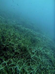 Reefs of Tioman Island, Malaysia 2016