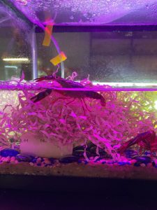 Crayfish tank