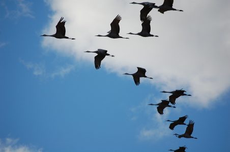 Whooping Cranes migrating