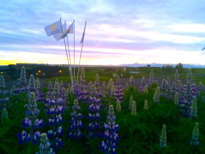 Photo of Lupine flowers at the village during the midnight sun.
