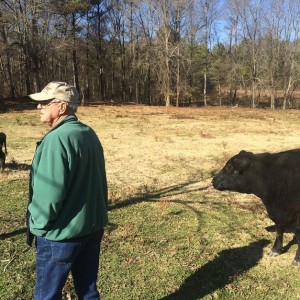 Photo of My grandad checking in on his Angus cattle.