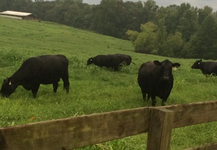 Photo of Angus cattle grazing in a lush, green pasture.