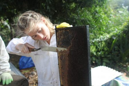Photo of a woman harvesting honey.