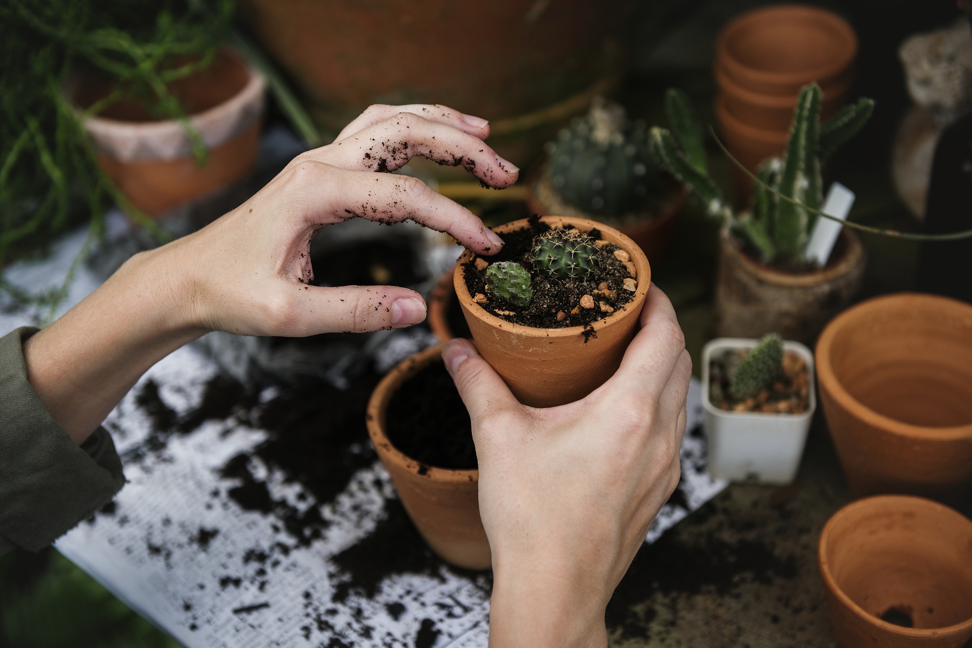 Hands planting a plant