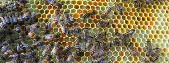 Honey Bees filling wax cells