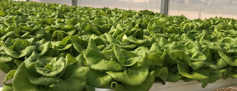 Photo of lettuce growing in an aquaponics system.