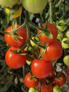 Photo of tomatoes still growing on plant.