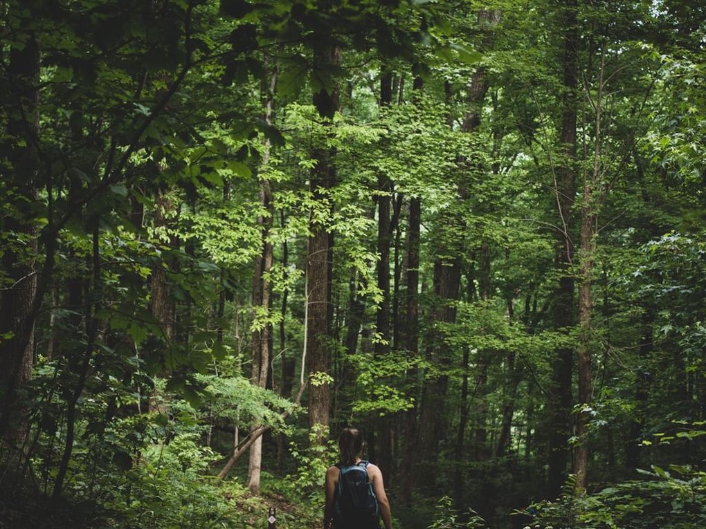 Photo of a person walking through a temperate forest.