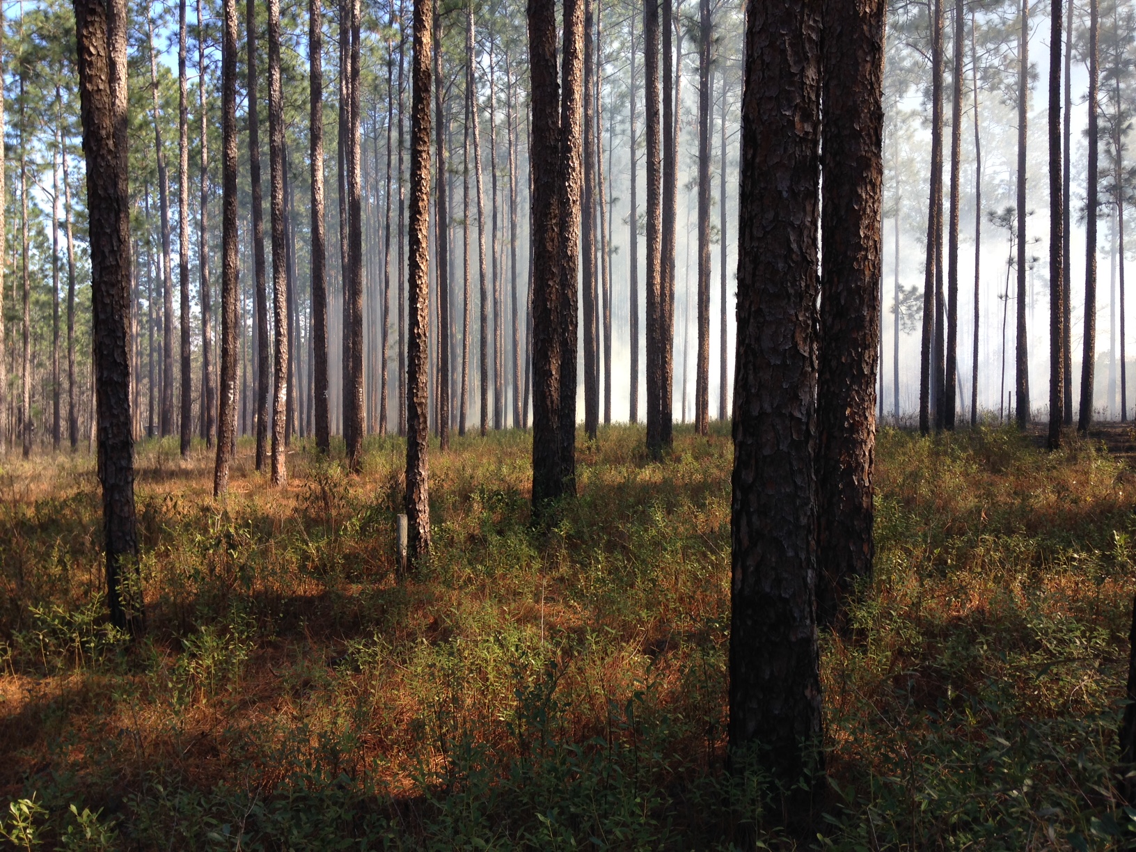 Photo of a pine forest ecosystem.