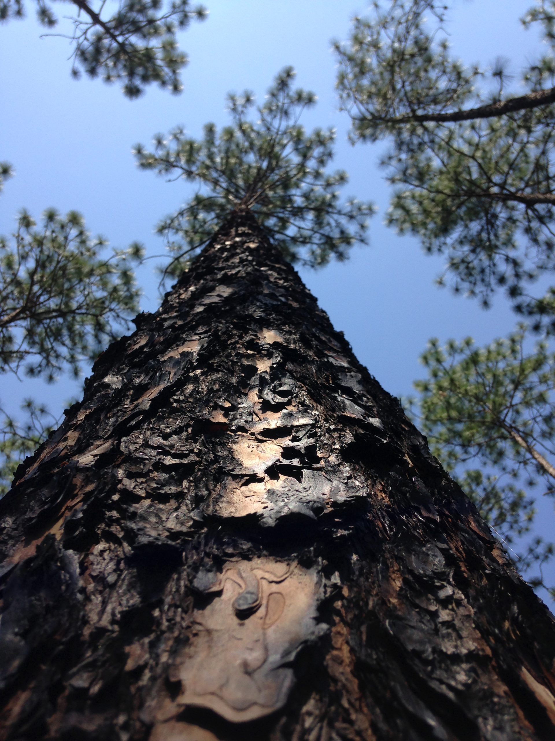 Photo of a pine tree.