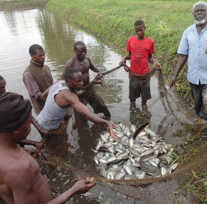 Ugandans fishing sdg Photo courtesy of The Daily Monitor