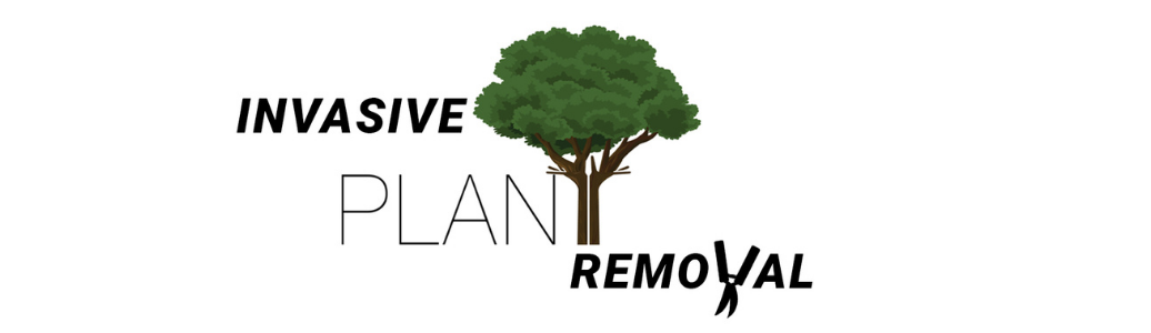 Invasive Plant Removal