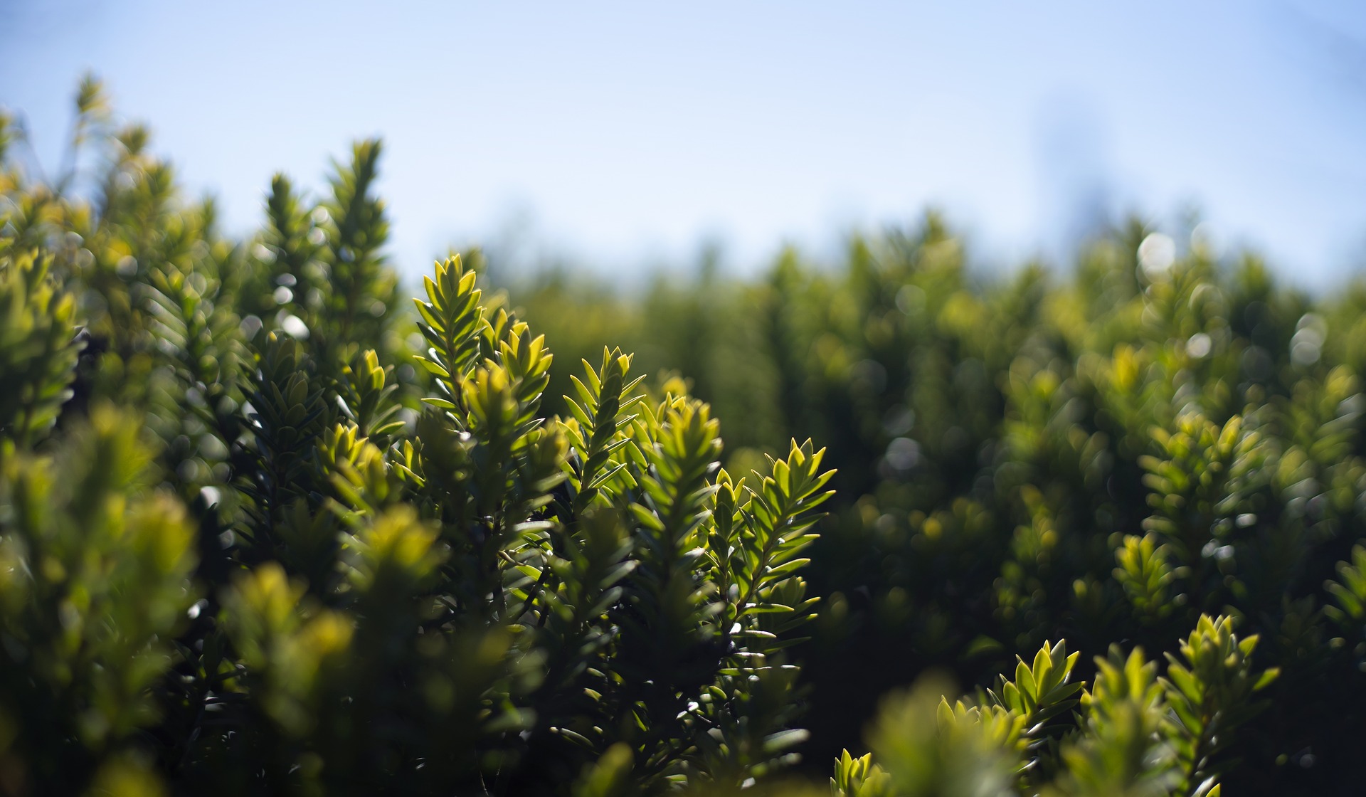 Green plants and a blue sky
