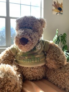 Photo of a Teddy Bear 