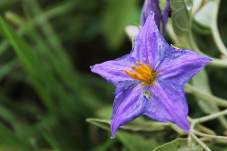 Closeup image of a purple flower