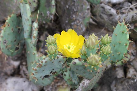 Closeup image of a yellow flower growing from a cactus 