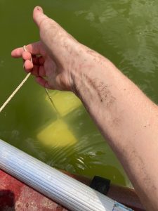 Secchi disk measuring water clarity being lowered into a lake