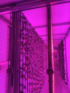 The vertical farm walls filled with vegetables and the freight is glowing pink from LEDs used in production.