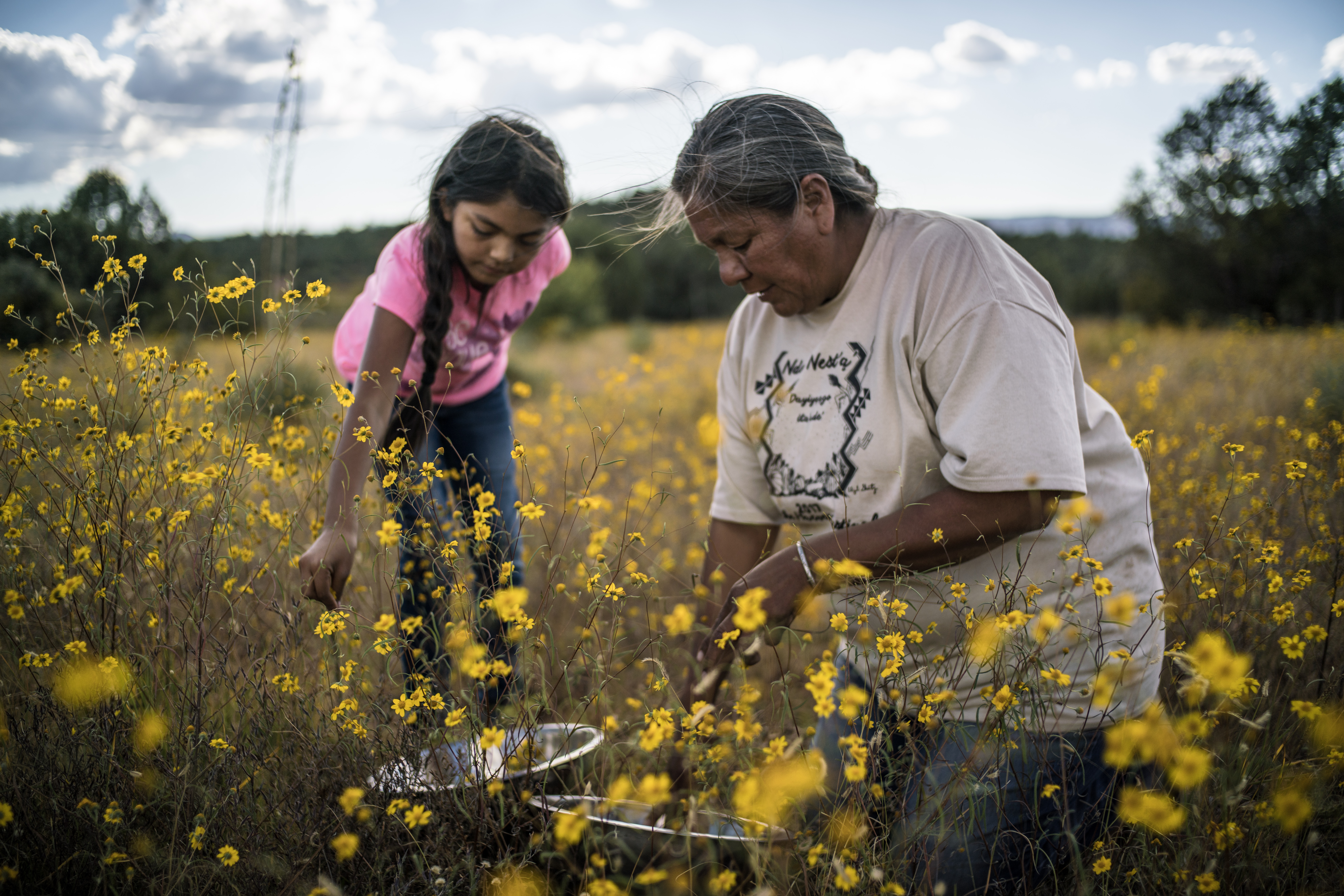 A Native American woman and a Native American young girl pick yellow flowers