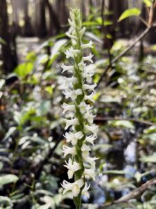 an native orchid tree in full bloom