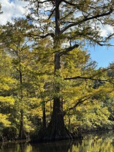 A cypress tree growing out of the water