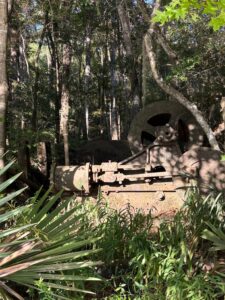 An abandoned steam-powered winch among a bed of cypress trees