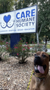 a pitbull with its tongue out in front of a humane society sign