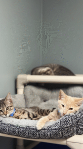 three kittens resting on beds