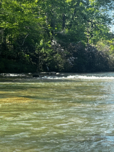 a wide river with rushing water and a heron resting on a rock under a tree in the background