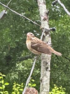 a grosbeak bird perched on an electric line among trees