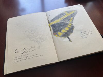 Swallowtail butterfly sketch in a journal half colored