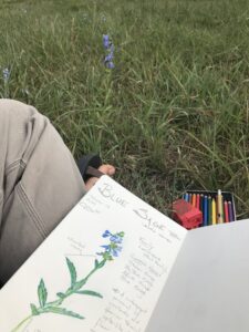 Sitting person sketching blue sage in field journal