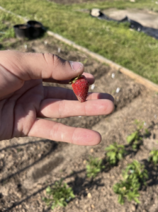 a small strawberry in the hands of a gardener