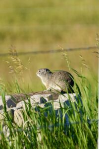 small rodent animal on a stump in a plain