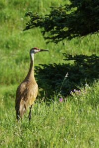 a tall bird standing amongst tall green grass